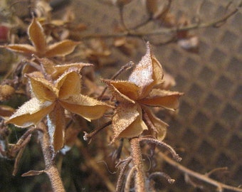 STAR PODS naturally DRiED FLOWER Bunches