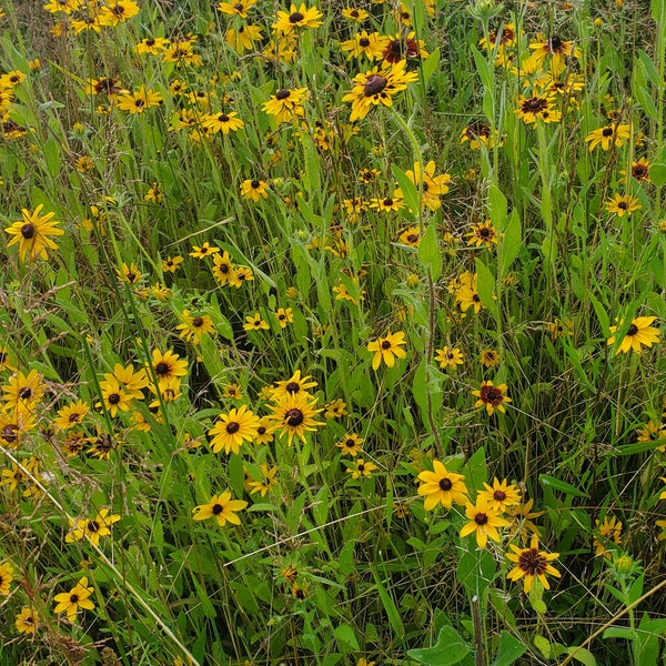 BLACK EYED SUSAN Daisy  naturally DRiED Herb and Flower Bunches