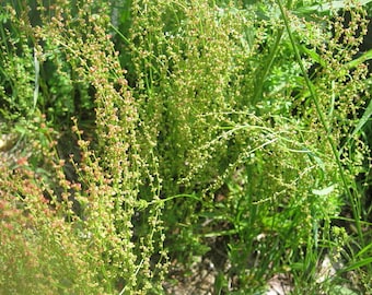 SHEEP SORREL   HERB naturally DRiED  Bunches