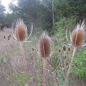 May include: Several dried brown teasel seed heads stand tall on thin, prickly stalks. The seed heads are oval-shaped with a textured, spiky surface and long, thin, curved bracts extending outward from the base, set against a field of dry grass.