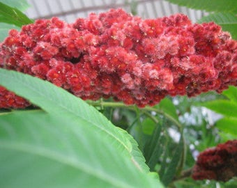 STAGHORN SUMAC  naturally DRiED FLOWER Bunches