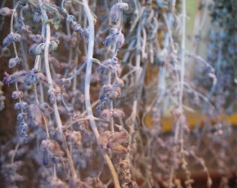 RUSSIAN SAGE naturally DRiED FLOWER Bunches