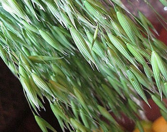 OAT STRAW LARGER Bunch Green Oats  naturally DRiED Flower  Herb