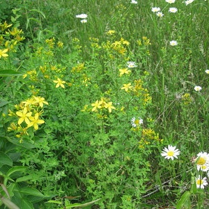 ST JOHN'S WORT  naturally DRiED Flower & Herb Bunches