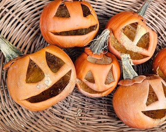 Dried GOURD  Jack O Lantern PUMPKIN Mini size