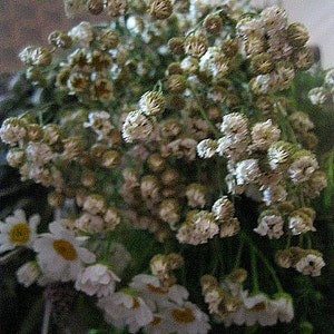 FEVERFEW naturally DRiED herb  STEMS BUNCHES