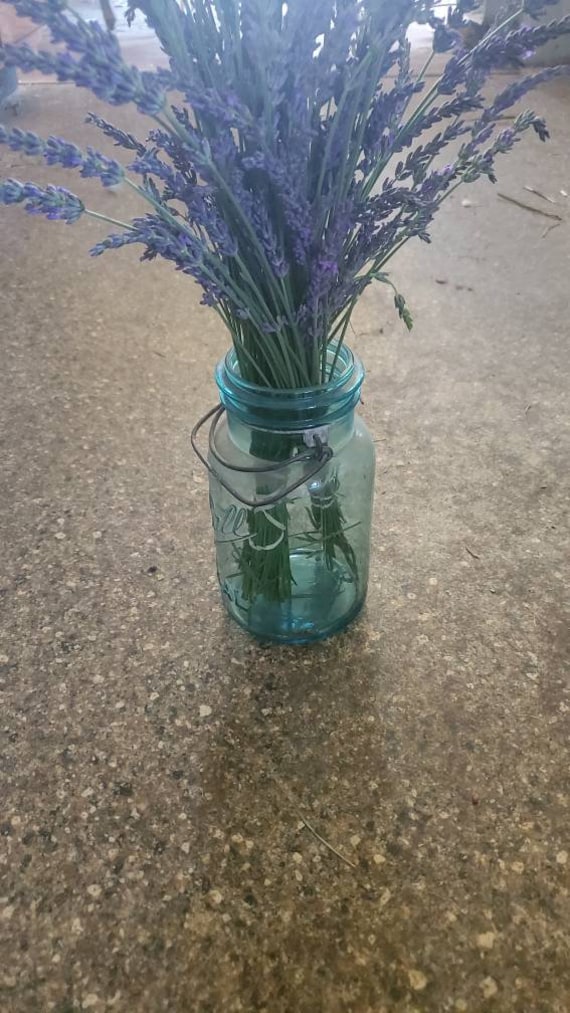 Lavender Dried Flower - Wholesale - Blooms By The Box