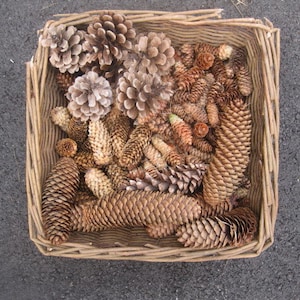 May include: A square woven basket filled with various sizes and shapes of brown pine cones. The pine cones range in color from light tan to dark brown. The basket is made of light brown woven material.
