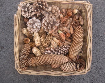 PINE CONES ASSORTED sizes and types Herb and Flower Bunches