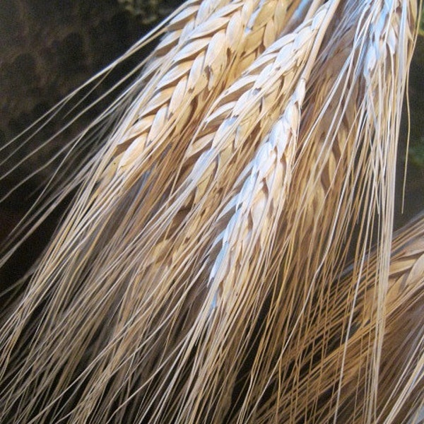 BLONDE WHEAT naturally DRiED FLOWER Bunches
