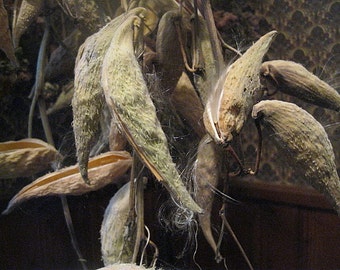 MILKWEED naturally DRiED Flower Bunches PODS