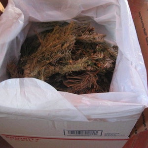 EVERGREEN naturally DRiED aromatic pine and balsam BAGS image 6