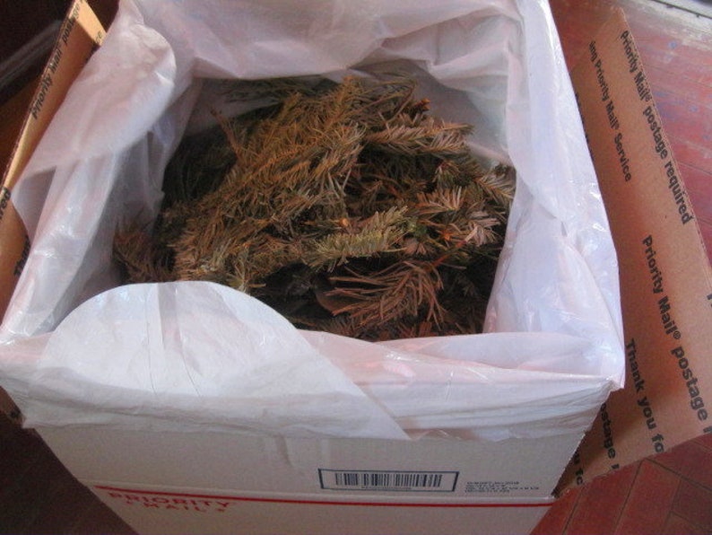 EVERGREEN naturally DRiED aromatic pine and balsam BAGS image 6