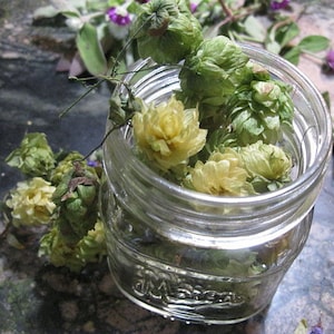 HOPS HEADS  seconds bits and pieces for crafting  Herb and Flower Bunches  Potpourri filler Table scatter