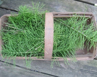 HORSETAIL HERB naturally DRiED  Bunches