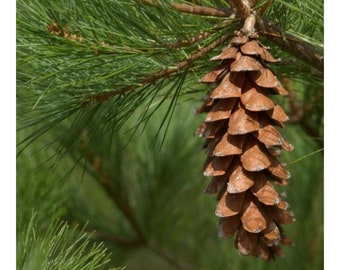 Thirty WHITE PINE CONES  Herb and Flower Bunches