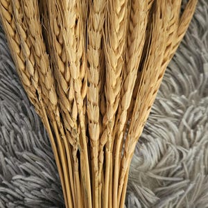 May include: A bundle of dried wheat stalks with golden-brown heads and slender stems. The wheat is arranged in a fan shape, with the heads clustered together. The background is a soft, gray, textured surface.