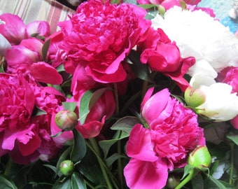 PEONY  naturally DRiED FLOWER Bunches