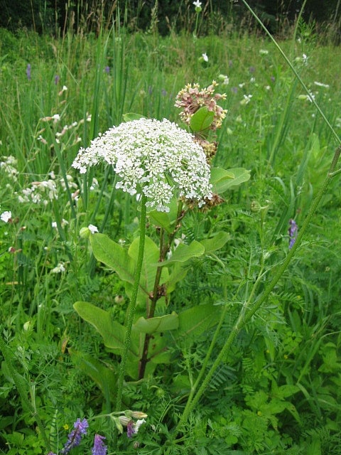 QUEEN ANNE'S LACE dried flower and herb bunches