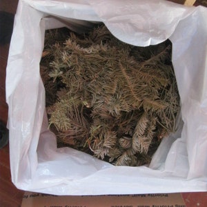 EVERGREEN naturally DRiED aromatic pine and balsam BAGS image 5