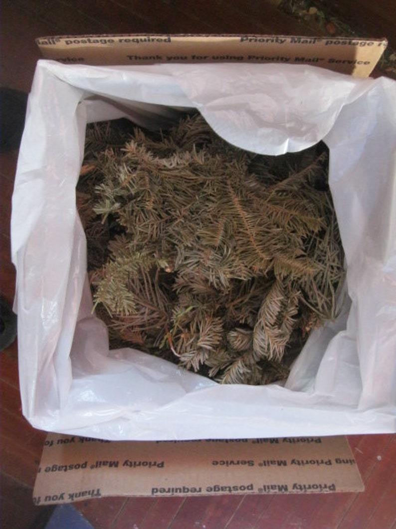 EVERGREEN naturally DRiED aromatic pine and balsam BAGS image 5