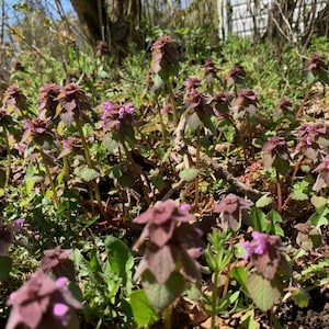 BUY 10 for free shipping dried purple DEAD-NETTLE    naturally  Flower & Herb Bunches
