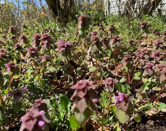 BUY 10 for free shipping dried purple DEAD-NETTLE    naturally  Flower & Herb Bunches