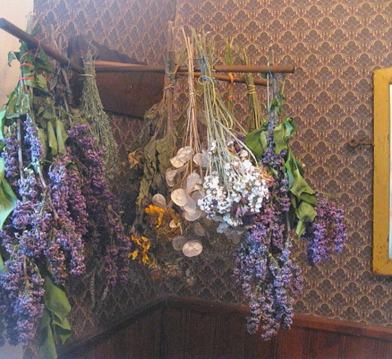 SHEEP SORREL HERB Naturally Dried Bunches - Etsy