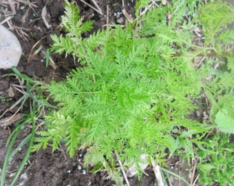 SWEET ANNIE naturally DRiED FLOWER herb Bunches