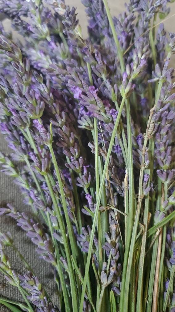 Lavender Bunch, Dried Lavender Bundle, Dry Flower Bunch, Over 300 Stems,  2022 Certified Organic, Dried Lavender for Bouquets, 