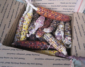 INDIAN CORN COBS Full Box of shucked ears