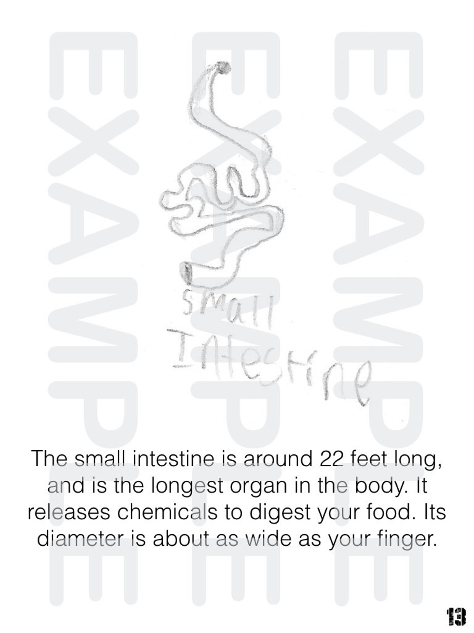 PDF: Anatomy Physiology Coloring and Activity Book - Etsy