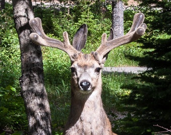 Stag Leaping, Whitetail Deer, Deer in Velvet, Animal Totem, Greeting Card or Photograph