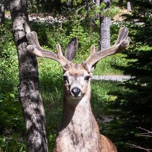 Stag Leaping, Whitetail Deer, Deer in Velvet, Animal Totem, Greeting Card or Photograph