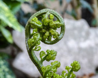 Sacred Spiral of a new Fern, Fibonacci spiral in Nature, Greeting Card or Photographic Art Print