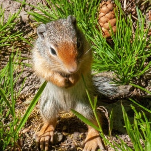 Baby Ground Squirrels, Photograph OR greeting card
