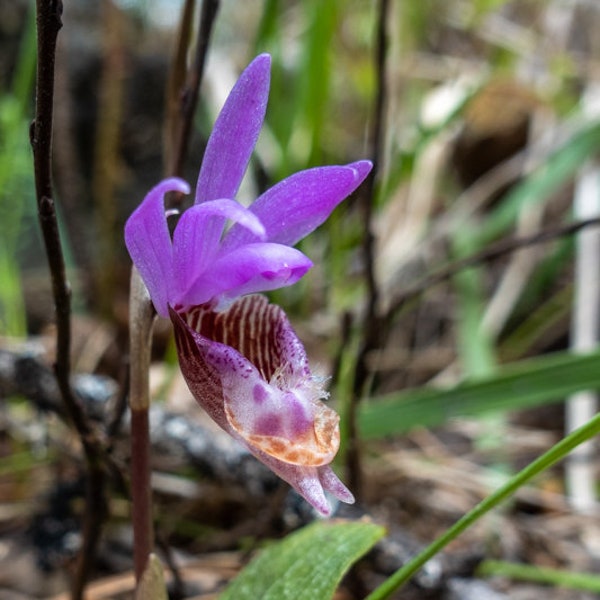 Calypso Bulbosa, Wild Orchid, Montana Orchid, Fairy Slipper, Greeting care OR Photograph