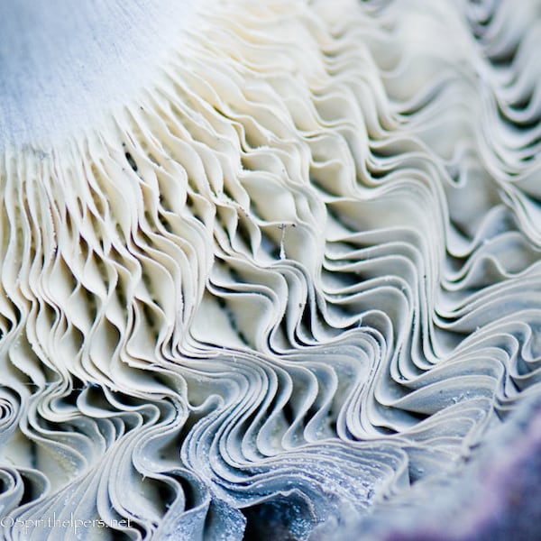 Mushroom Ruffles, Waves of Grace, Art in Nature, Fungi Macro Photograph, Montana Forest Mushroom, Photograph or Greeting card