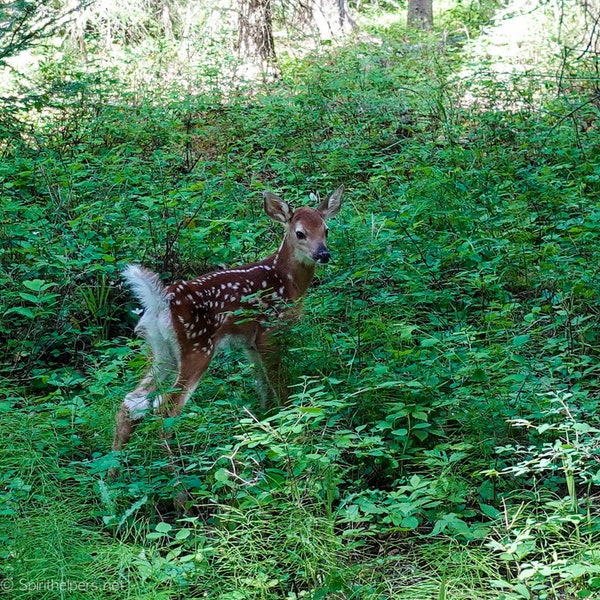 Young Fawn, Deer, Baby Animal, Greeting card or photograph