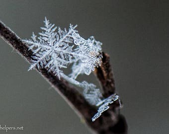 Snowflake, Ice Crystals, Winter Magic, Photograph or Greeting card