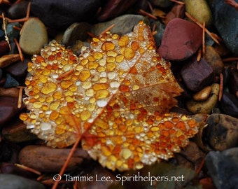 Golden Gems, Raindrop of Beauty, Raindrops on Autumn Leaf, Lakeside Find, Rare Event, Natural Leaf, Photograph or Greeting card