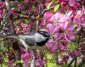 Mountain Chickadee and spring blossoms, Greeting Card or Photograph