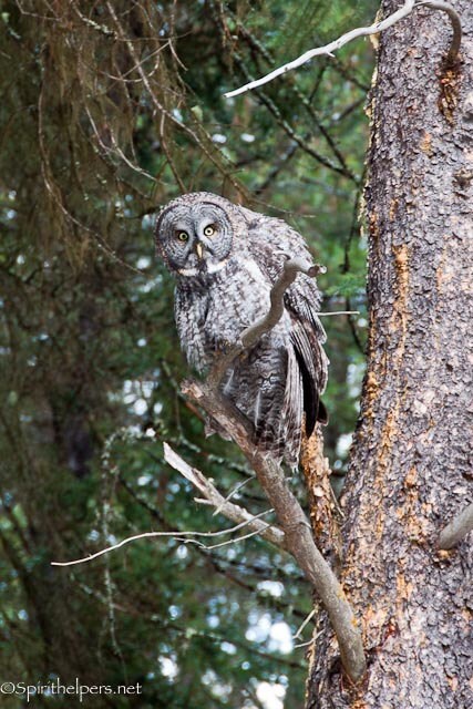 Owl of the Wild, Great Gray Owl, Forest Owl, Hoot Hoo, Photograph or Greeting card