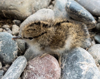 Spotted Sandpiper, Little bird, Greeting card OR photographic art print