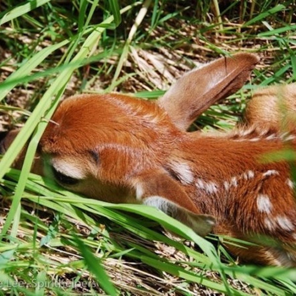 Young Fawn, Baby Deer, Forest Animal, Tiny animal, Children's art, Photograph or Greeting Card