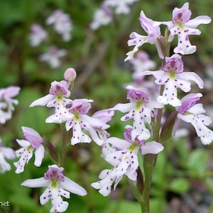 May include: A cluster of white and purple spotted orchids with delicate petals. The orchids are in bloom and have a natural, wild appearance.
