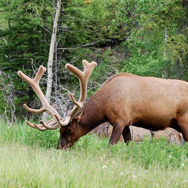 Massive Elk, Wilderness Elk, Wild forest Animal, Beautiful Antlers, Rocky Mountain Elk, Photograph or Greeting card