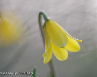 Yellow Bell, Spring Wild Flower, Promise of Life, Montana Macro, Spiritual Photograph, Photograph or Greeting card
