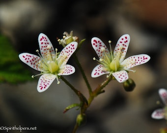 Montana Wildflower, Spotted Saxifrage, Rainbow Spots, Montana Alpine Summer Flower, Photograph or Greeting card