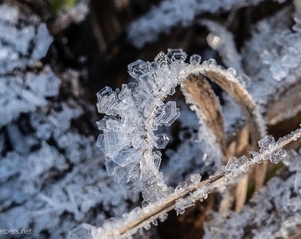 Fairie's Crystal Crown, Ice crystals, Nature's crystals, Greeting Card or Photograph